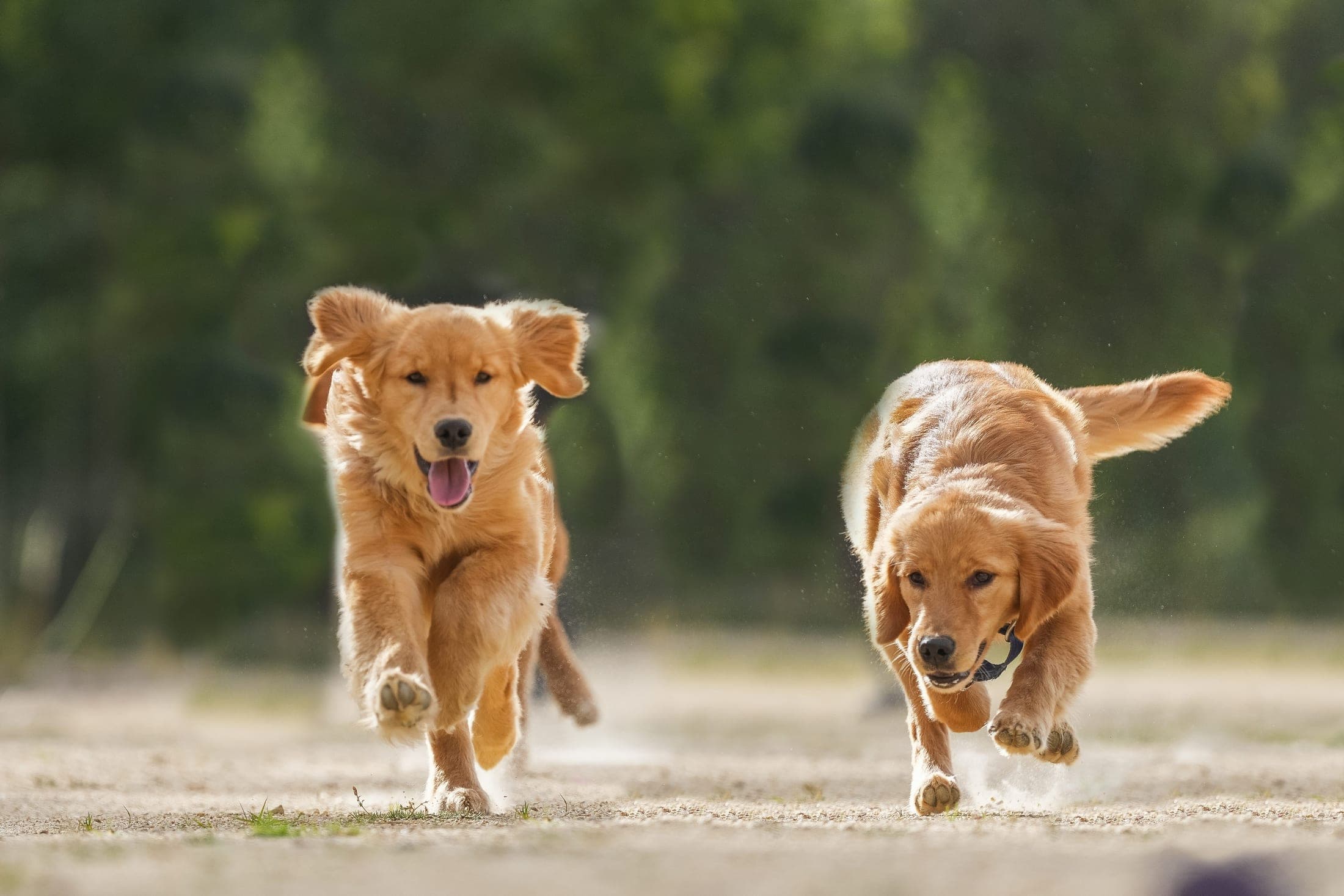 Dos perros corriendo con energía sobre un camino de tierra