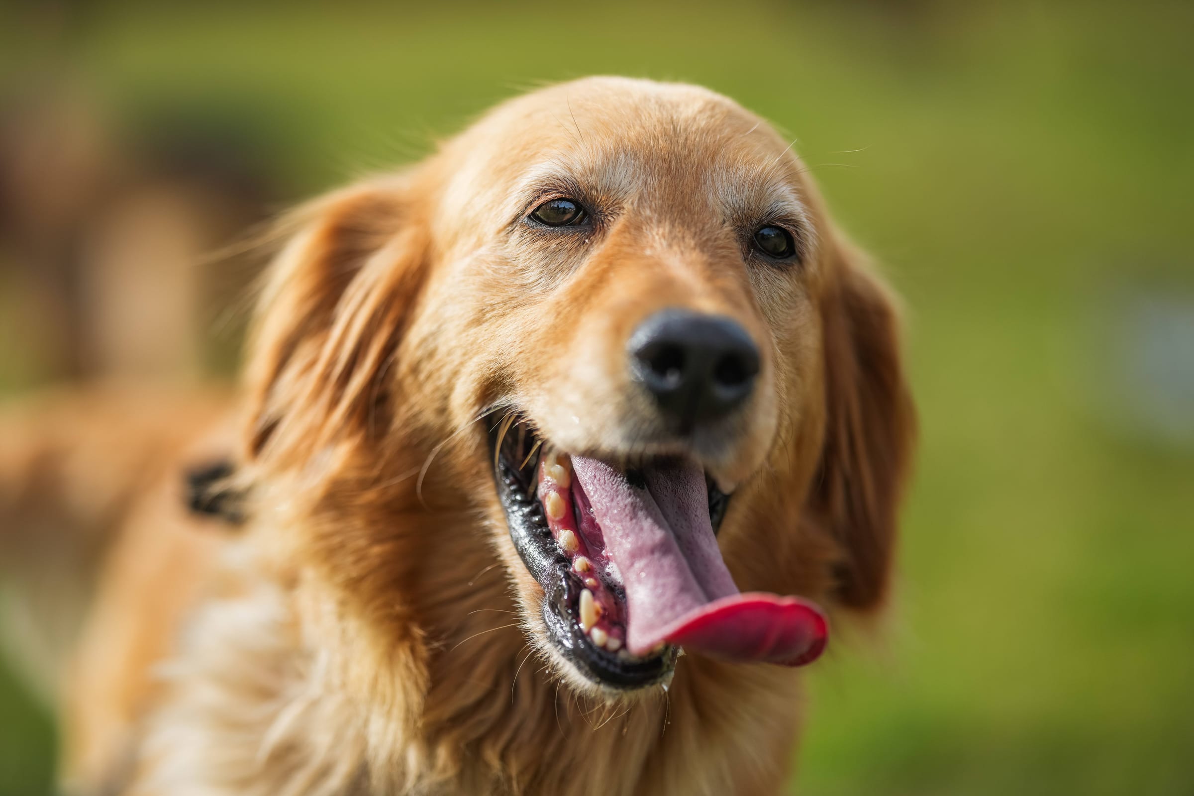 Perro golden retriever mirando de frente, feliz y en buen estado de bienestar